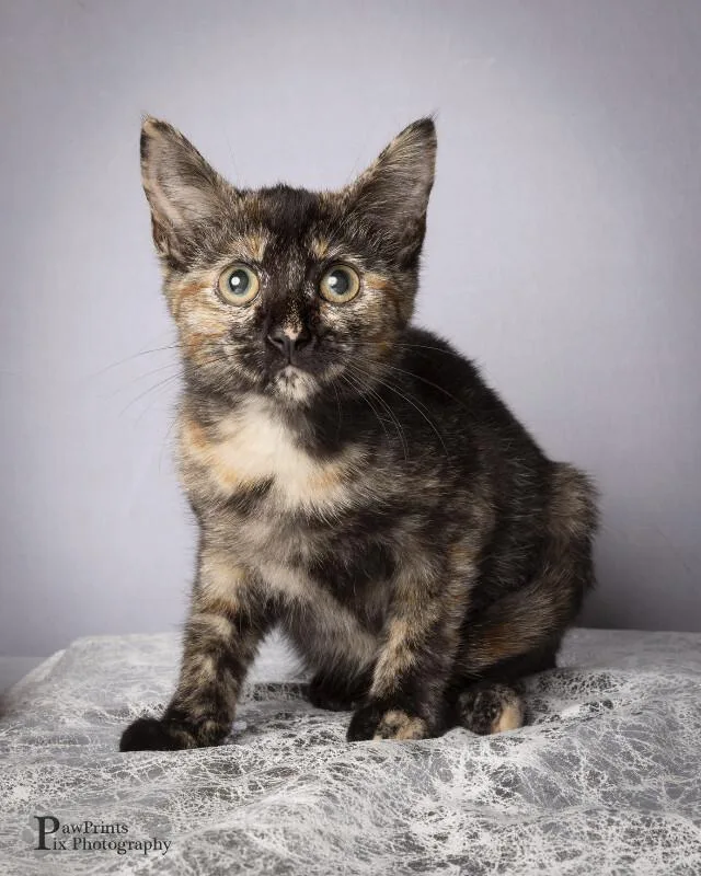 An adult medium-sized female Tortoiseshell Domestic Short Hair cat named Quinn for adoption in Maryville, TN