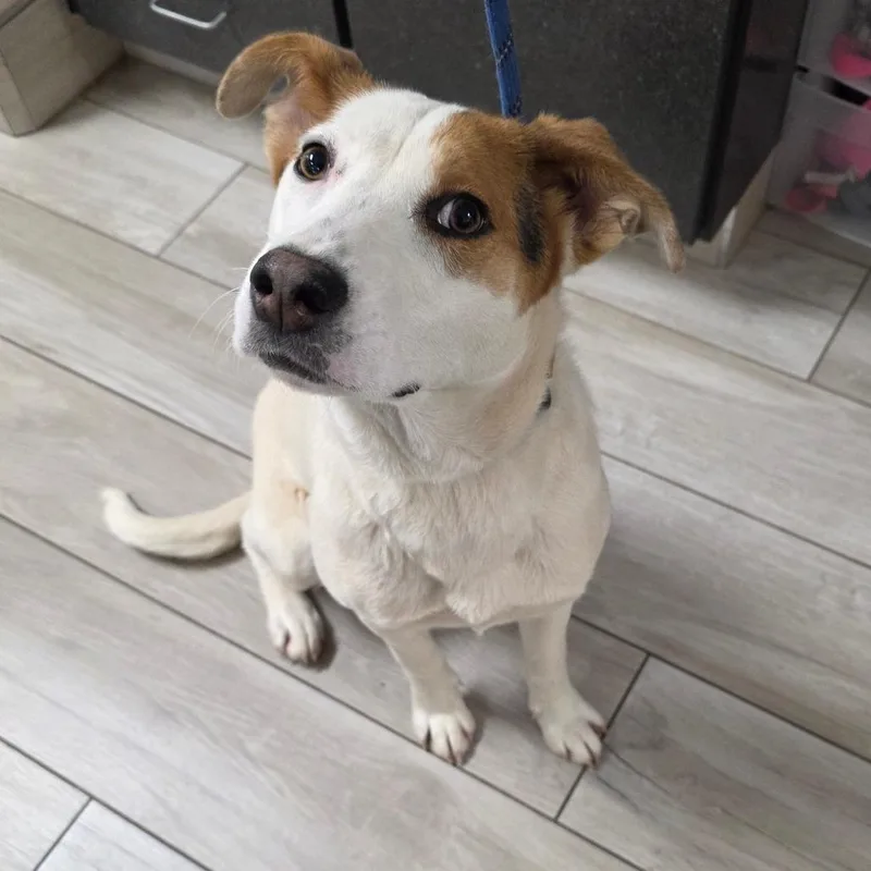 A young medium-sized female White / Cream Hound dog named China for adoption in Chatham, VA