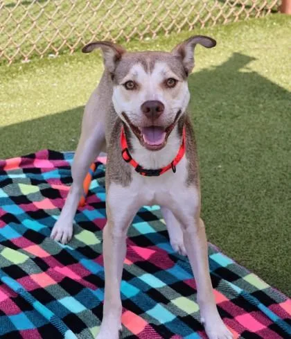 A young large-sized female Mixed Breed dog named Minnie for adoption in Athens, GA