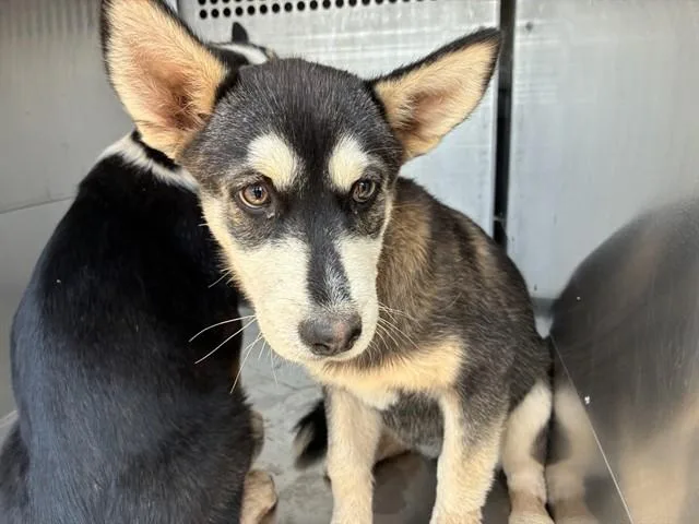 A baby large-sized female German Shepherd Dog dog named Squirt for adoption in Mesa, AZ