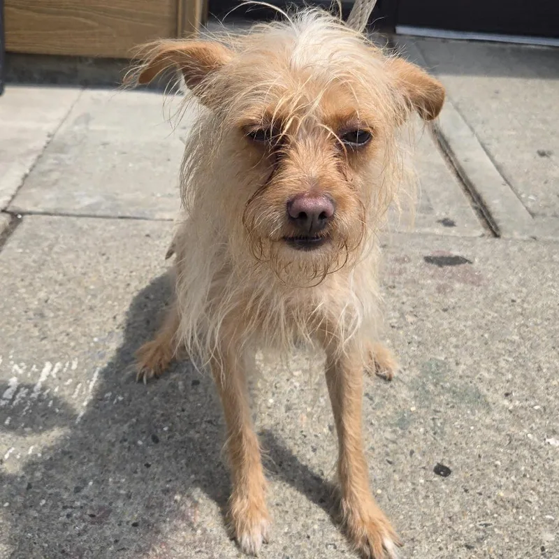 A baby small-sized male Yellow / Tan / Blond / Fawn Mixed Breed dog named Aladdin for adoption in Newark, NJ