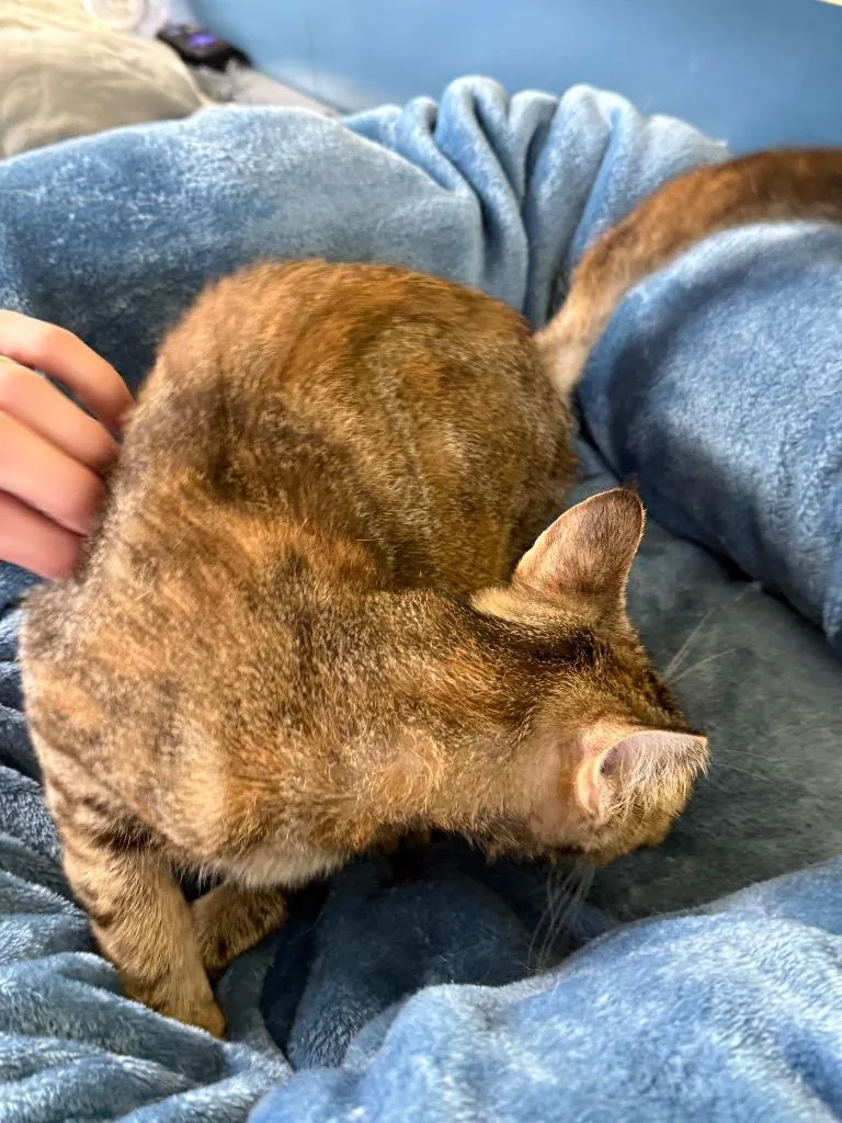 A baby small-sized female Domestic Short Hair cat named Liberty for adoption in Syracuse, IN