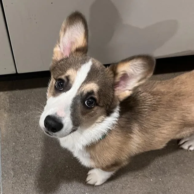A baby small-sized female Yellow / Tan / Blond / Fawn Corgi dog named Penni for adoption in Washburn, MO