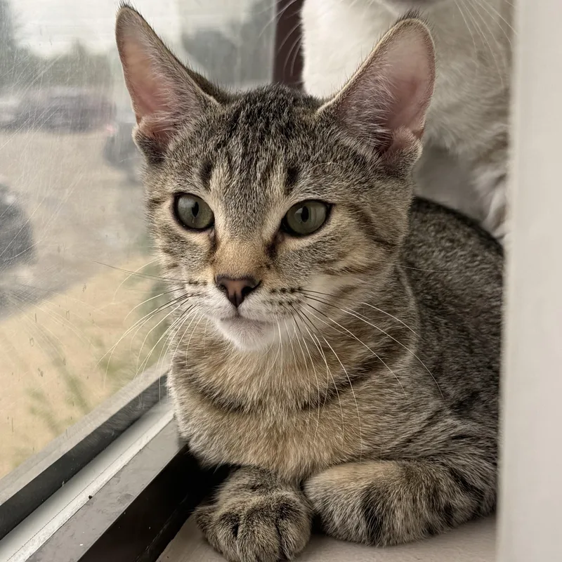 A young medium-sized male Tabby (Brown / Chocolate) Domestic Short Hair cat named Doc Hudson for adoption in Macomb Twp, MI