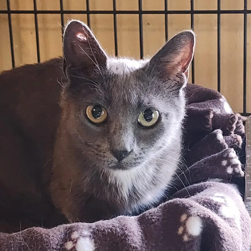 An adult small-sized female Gray / Blue / Silver Domestic Short Hair cat named Pinky Lee for adoption in Middletown, NY
