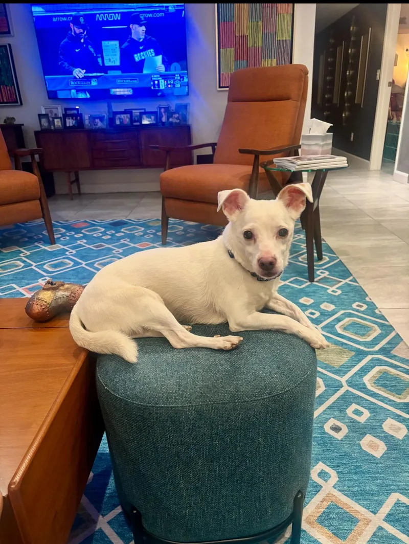 A senior small-sized male Yellow / Tan / Blond / Fawn Chihuahua dog named Toby for adoption in Coachella, CA