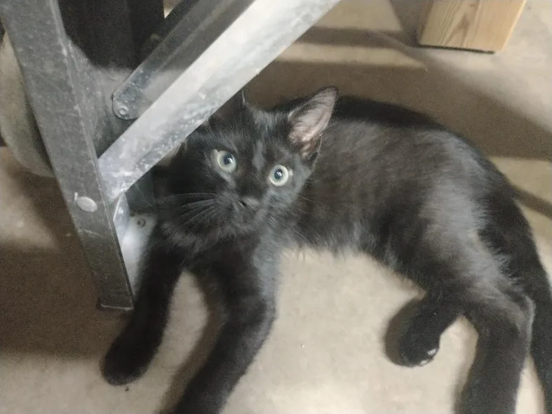 A baby medium-sized female Domestic Short Hair cat named Lucy for adoption in San Antonio, TX