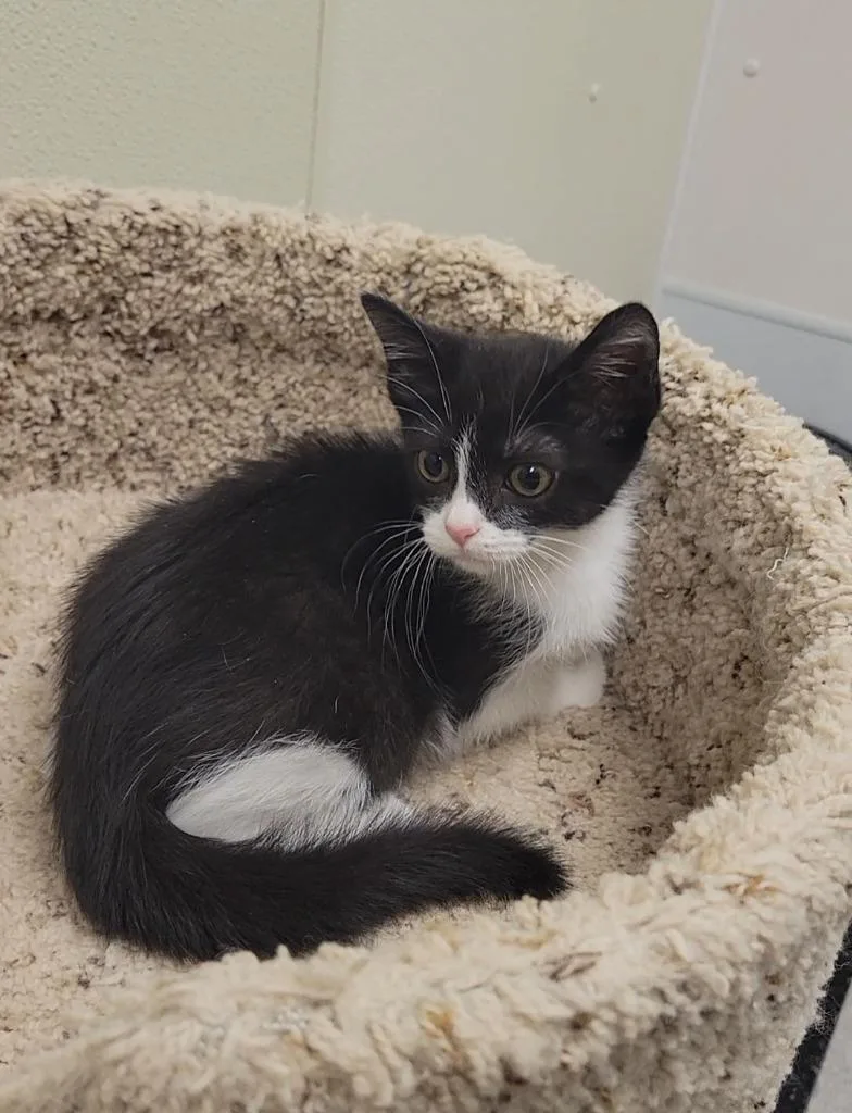 A baby medium-sized male Domestic Short Hair cat named Guta for adoption in Sandusky, OH
