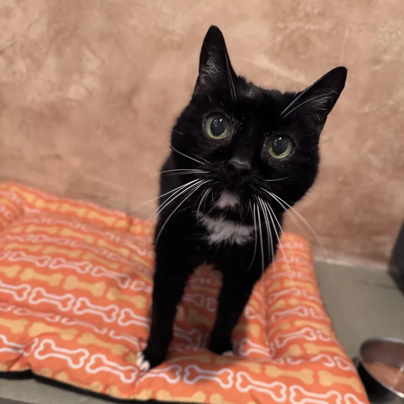A senior medium-sized female Domestic Short Hair cat named Lyn for adoption in Lincoln, CA