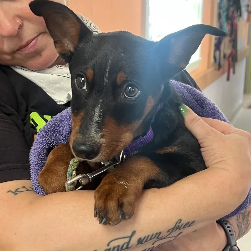 A baby medium-sized female Black Terrier dog named Gamecube for adoption in Austin, TX