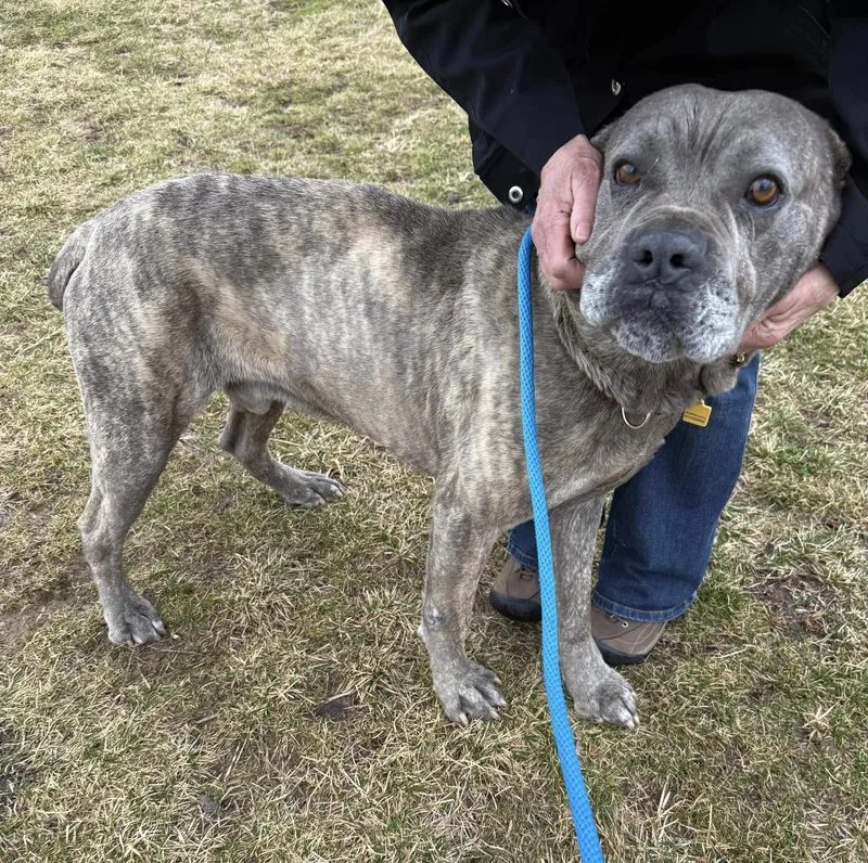 An adult extra large-sized male Gray / Blue / Silver Cane Corso dog named Gatsby for adoption in Cleveland, OH