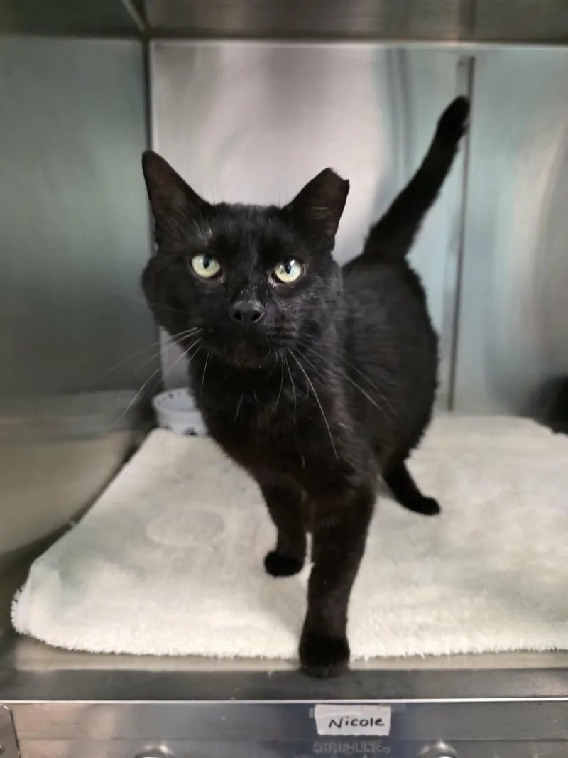 An adult medium-sized male Black Domestic Short Hair cat named Al for adoption in Umatilla, FL