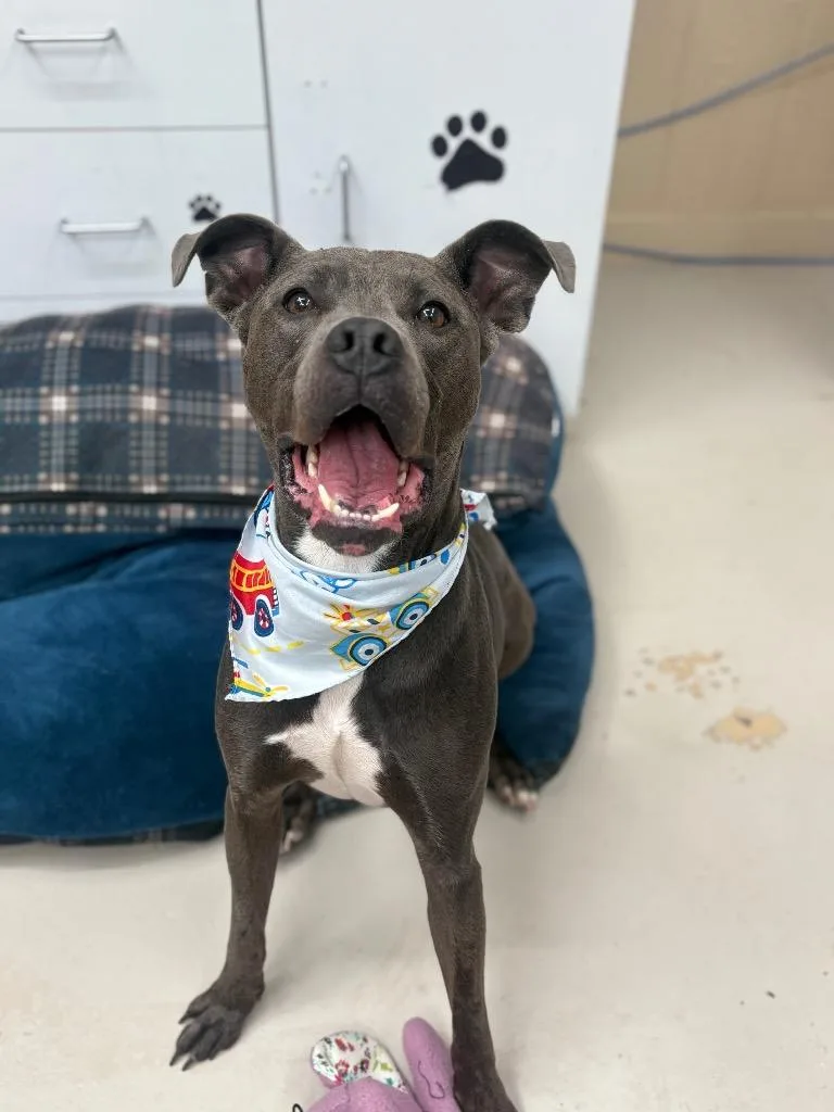 A young medium-sized male Pit Bull Terrier dog named Tobert for adoption in Findlay, OH