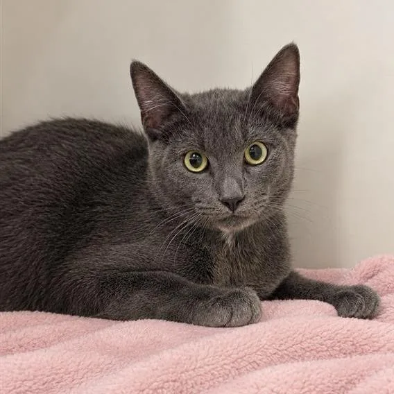 A young medium-sized male Gray / Blue / Silver Domestic Short Hair cat named Oak for adoption in Long Beach, CA