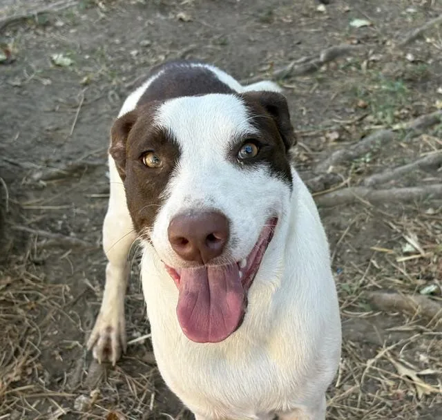A young medium-sized male Pit Bull Terrier dog named Mister for adoption in Tulsa, OK