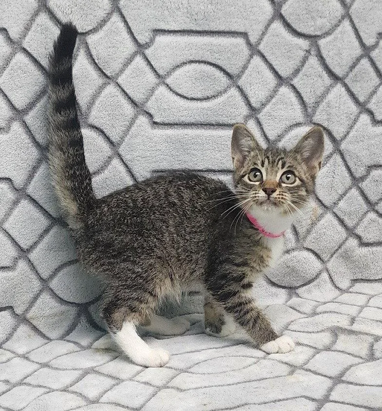 A baby medium-sized female Domestic Short Hair cat named Charlotte for adoption in Wetumpka, AL