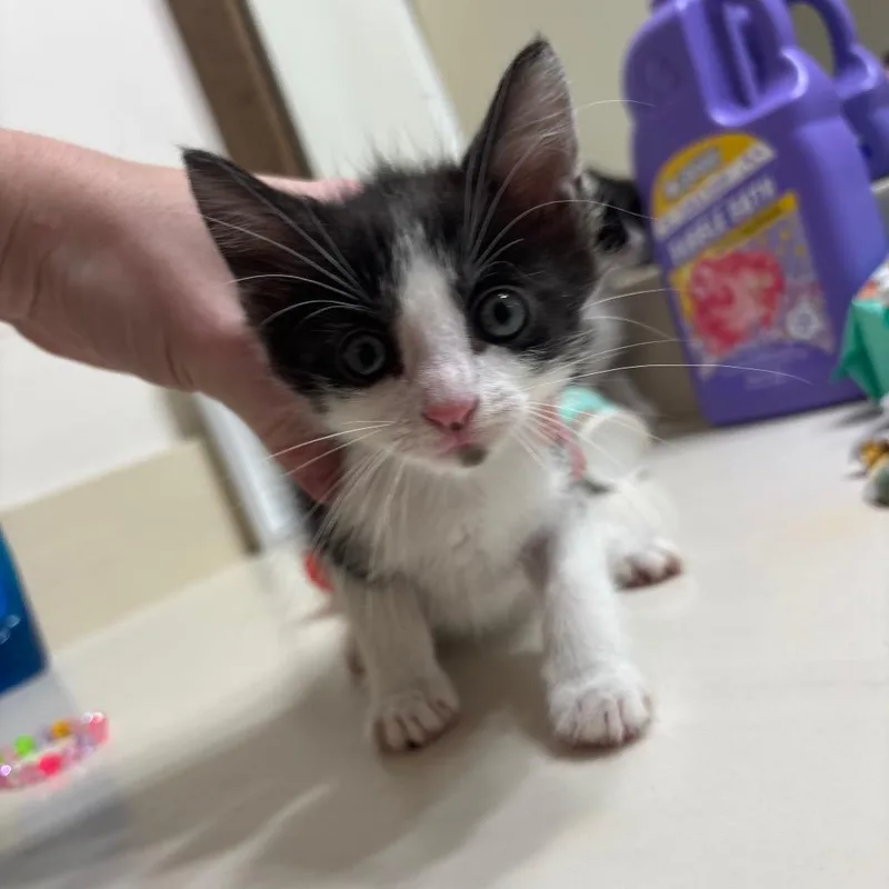 A baby small-sized male White Domestic Short Hair cat named Phineas for adoption in Katy, TX