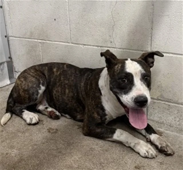 A young small-sized female Pit Bull Terrier dog named Ayla Rose for adoption in San Bernardino, CA