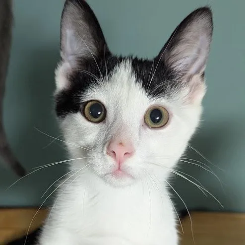 A baby medium-sized male Black & White / Tuxedo Domestic Short Hair cat named Fumage aka FuFu for adoption in Shippenville, PA