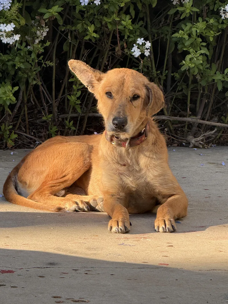 An adult medium-sized male Golden Retriever dog named Camper for adoption in Los angeles, CA