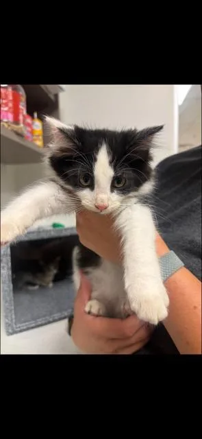 A baby large-sized male Domestic Long Hair cat named Domino for adoption in Greenfield, IN