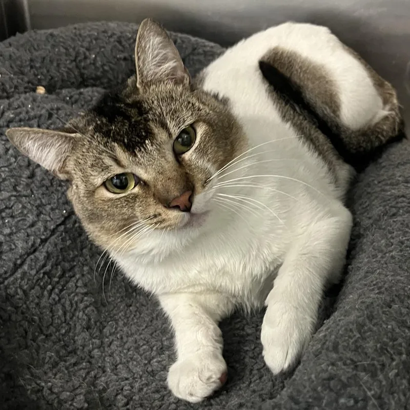 An adult medium-sized male Brown / Chocolate Domestic Short Hair cat named Tio Ernie for adoption in Los Angeles, CA