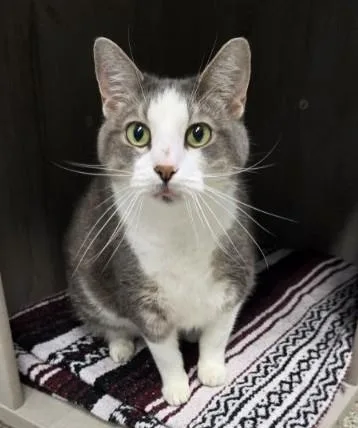 A senior extra large-sized female Tabby (Gray / Blue / Silver) Domestic Short Hair cat named Peeps for adoption in Yorkville, IL