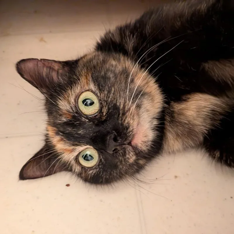 A young small-sized female Tortoiseshell Domestic Short Hair cat named Jasmine for adoption in Winchester, VA