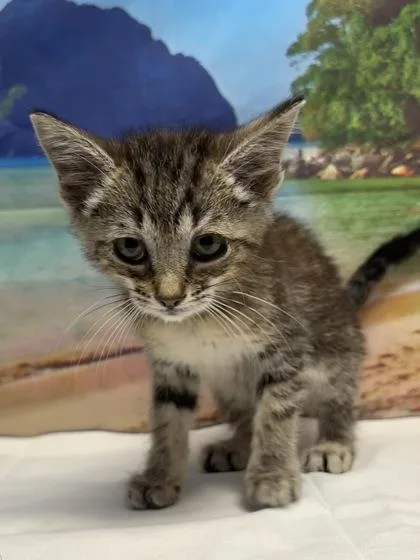 A young small-sized female Domestic Short Hair cat named Charlize for adoption in San Antonio, TX