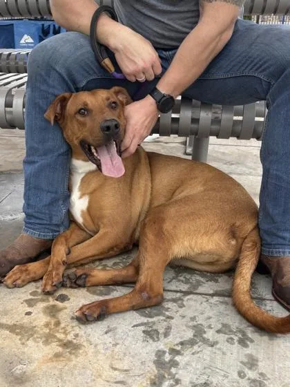 An adult large-sized male Brown / Chocolate Rhodesian Ridgeback dog named Hot Rod for adoption in El Paso, TX
