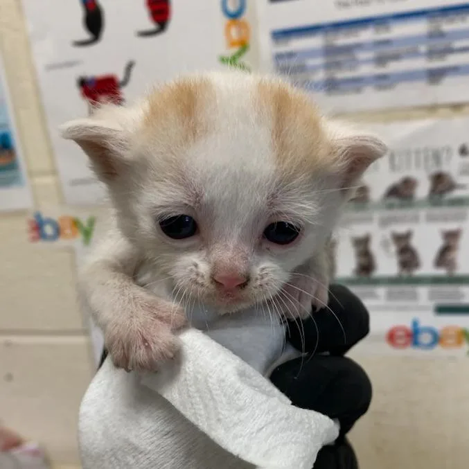 A baby small-sized female White Domestic Short Hair cat named Berkeley for adoption in Memphis, TN