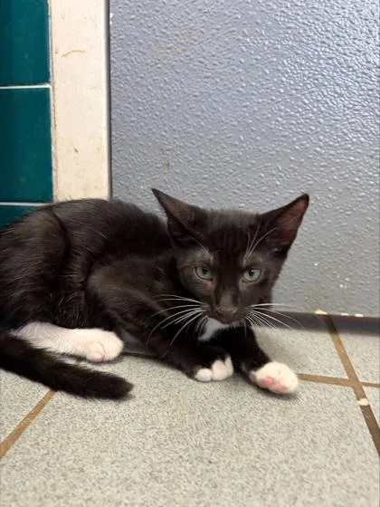 A baby small-sized male Domestic Short Hair cat named Artie for adoption in Honolulu, HI