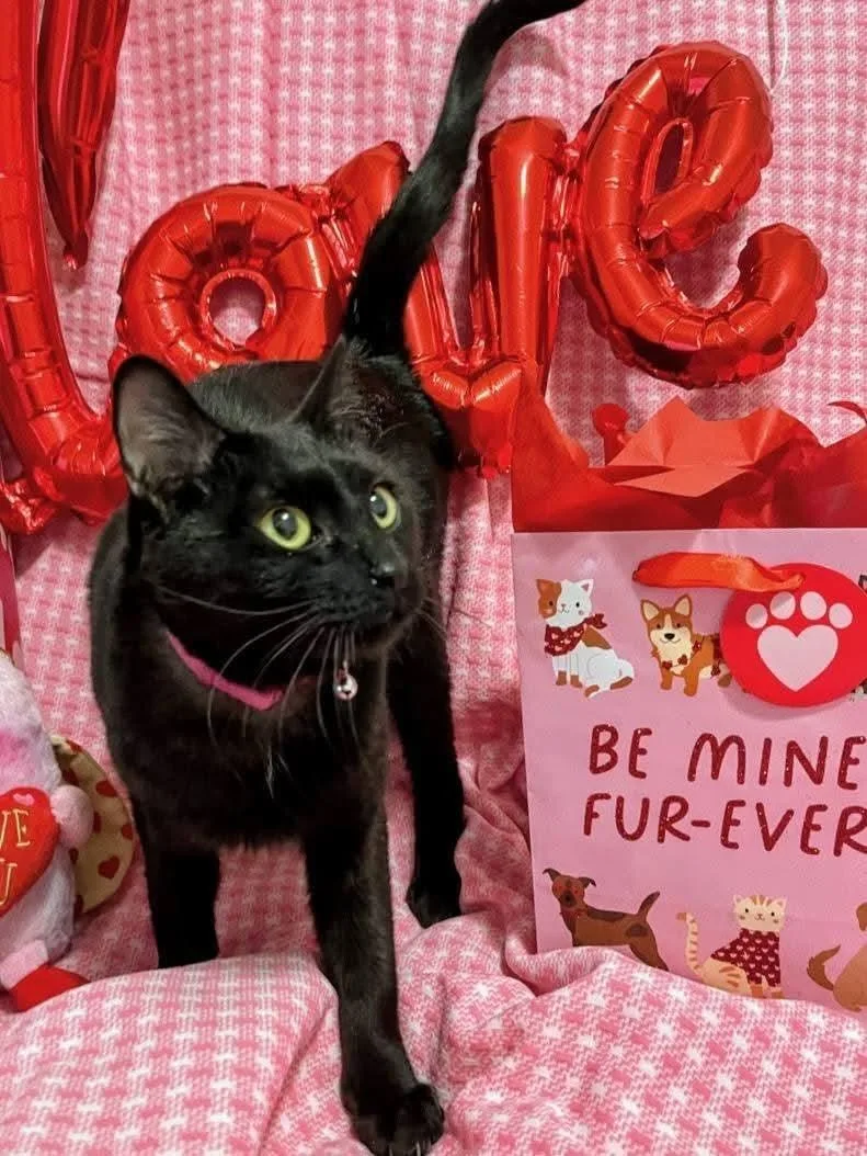 A young medium-sized female Black Domestic Short Hair cat named Nyx for adoption in Wedgefield, SC