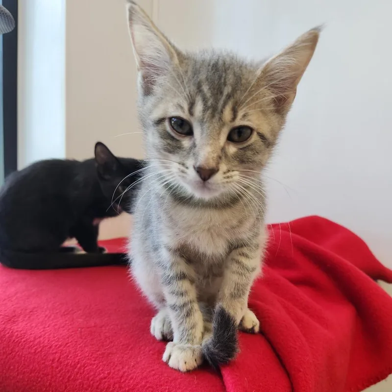 A baby small-sized male Gray / Blue / Silver Domestic Short Hair cat named Rushmore for adoption in Fort Wayne, IN