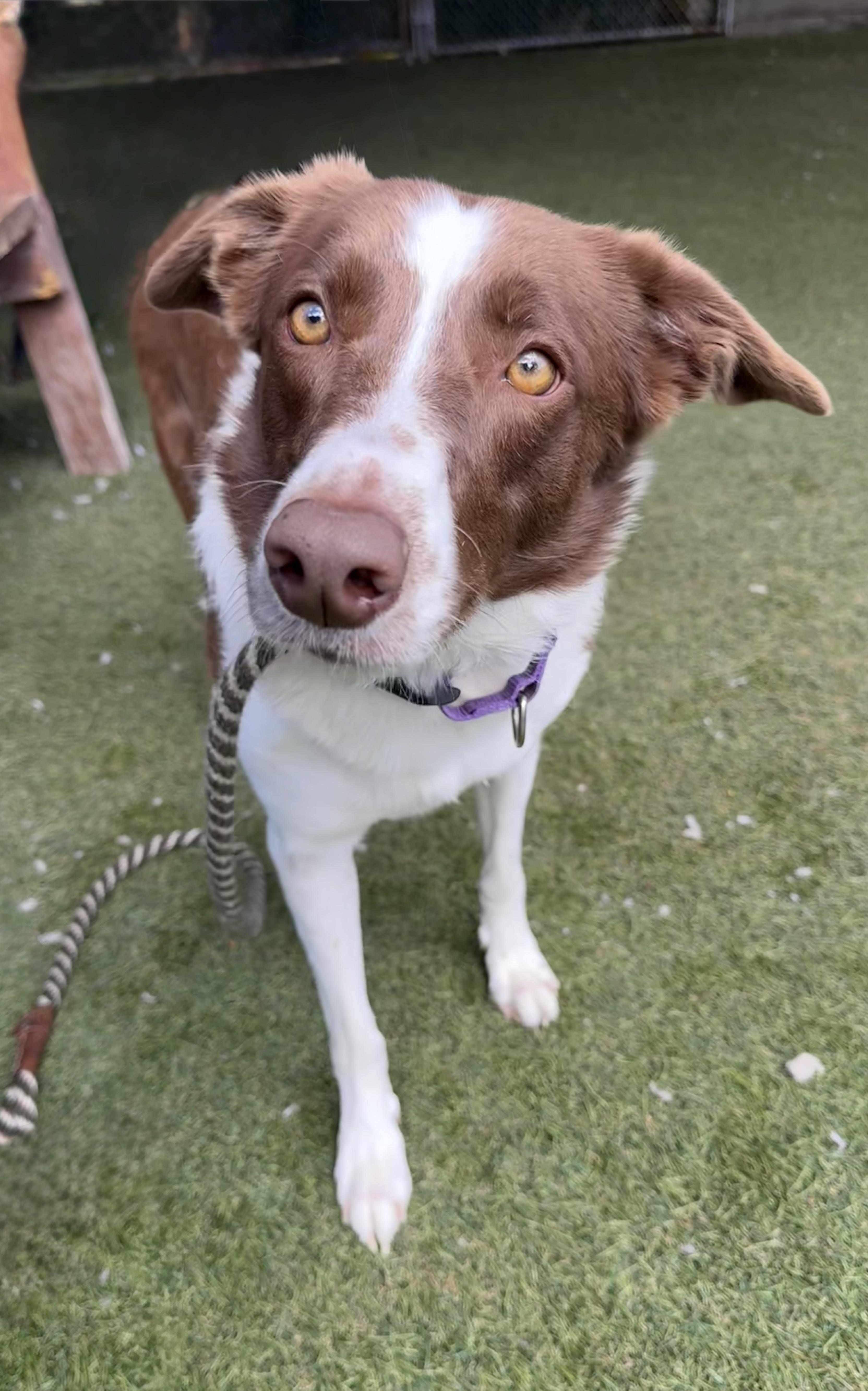 An adult large-sized female Brown / Chocolate Border Collie dog named Callie for adoption in Sudbury, MA