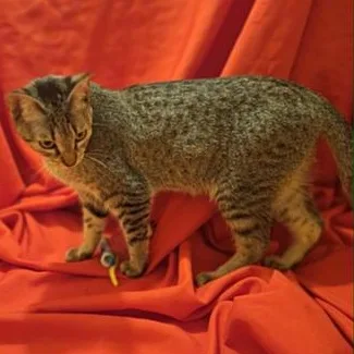 A baby medium-sized female Tabby (Brown / Chocolate) Domestic Short Hair cat named Maisey for adoption in Liverpool, TX