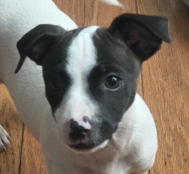 A baby small-sized male White / Cream Boston Terrier dog named Pepper for adoption in Lake Geneva, WI