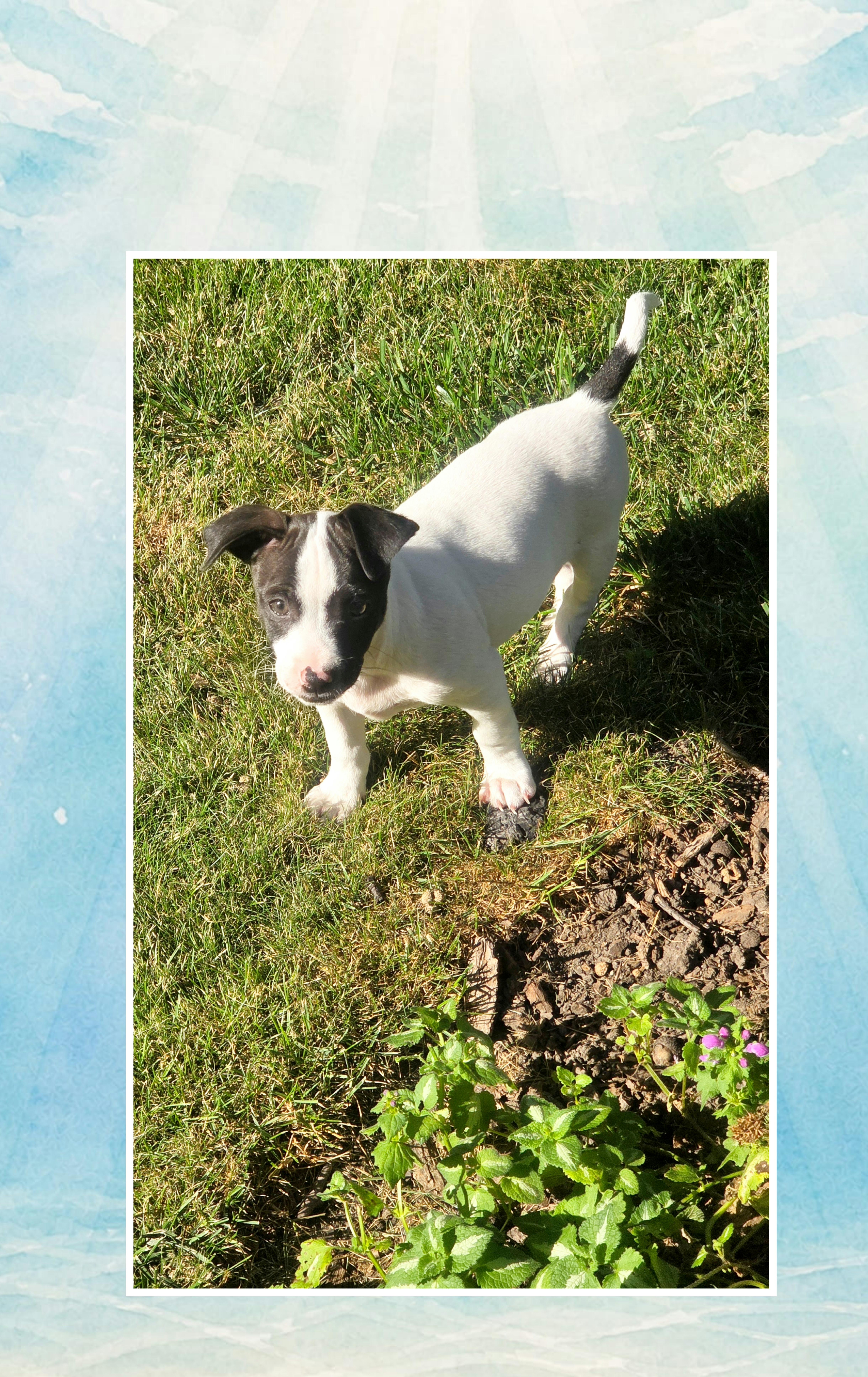 Pepper thumbnail 2