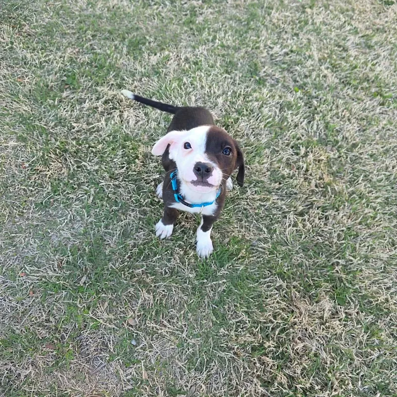 Dixiewalkertex thumbnail 4