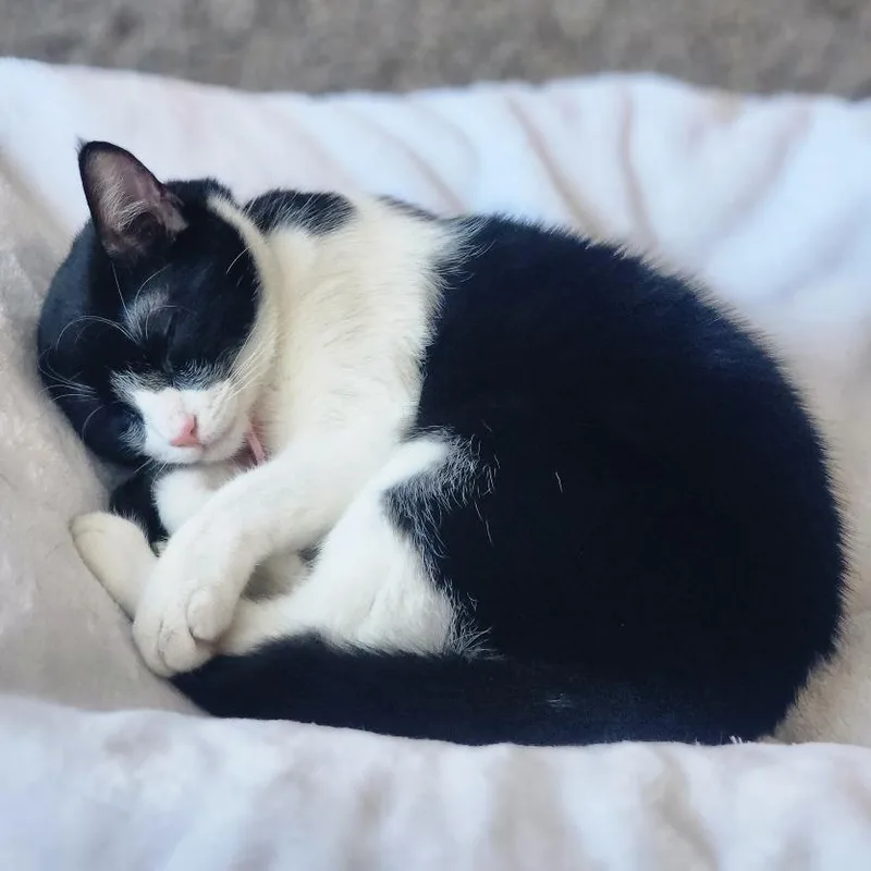 A young medium-sized female Black American Shorthair cat named Winifred for adoption in Reno, NV