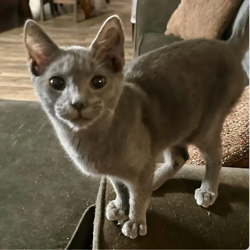 A young medium-sized male Russian Blue cat named Ozzy for adoption in mount vernon, AR