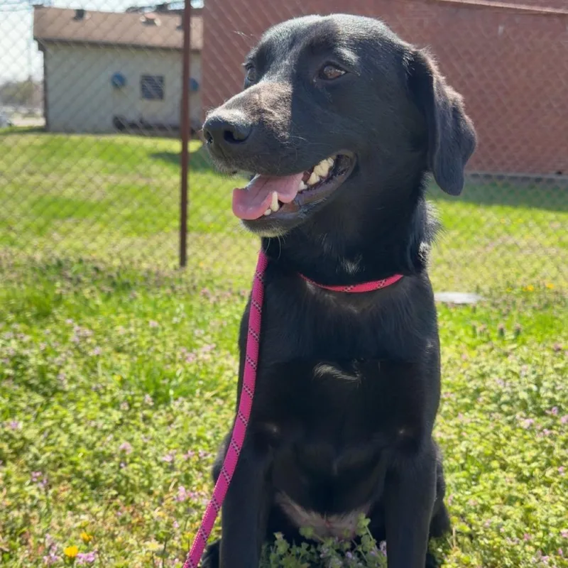 A young medium-sized female Black Border Collie dog named Penelope for adoption in Henderson, KY