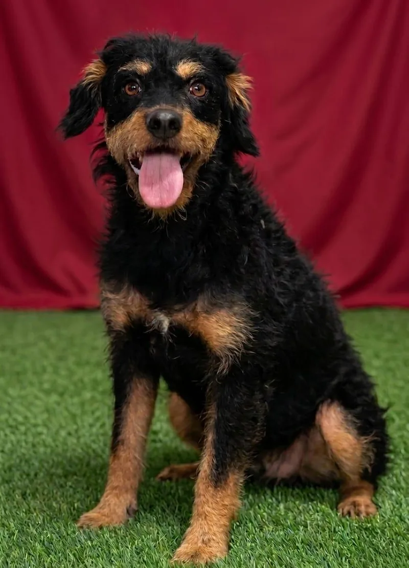 A young small-sized female Black Terrier dog named Nellie for adoption in Rowland Heights, CA