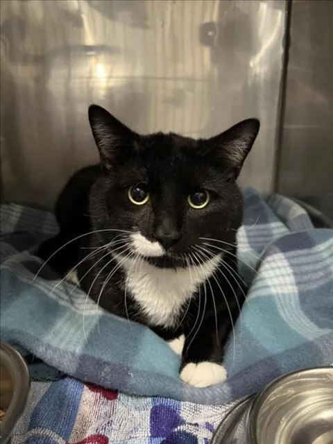 A young medium-sized male Black & White / Tuxedo Domestic Short Hair cat named Socks for adoption in Woodland, CA