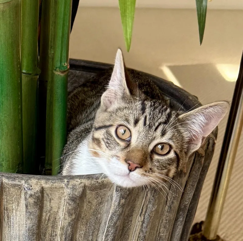 Whimsical thumbnail 2