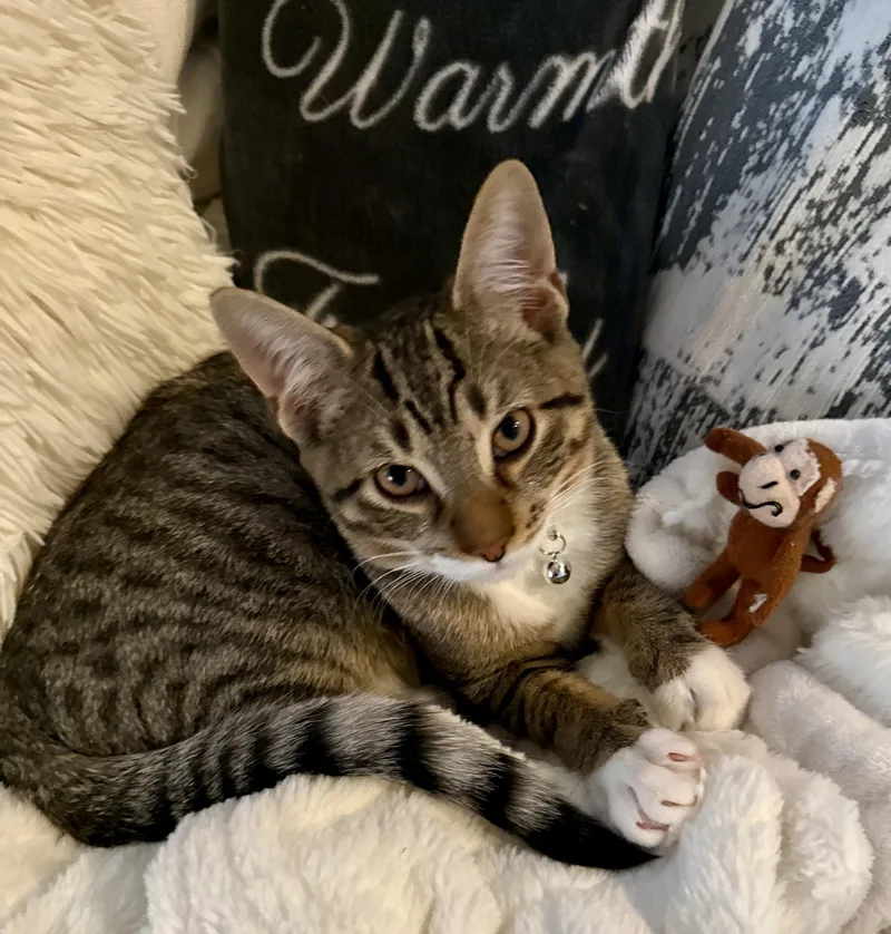 Whimsical thumbnail 3