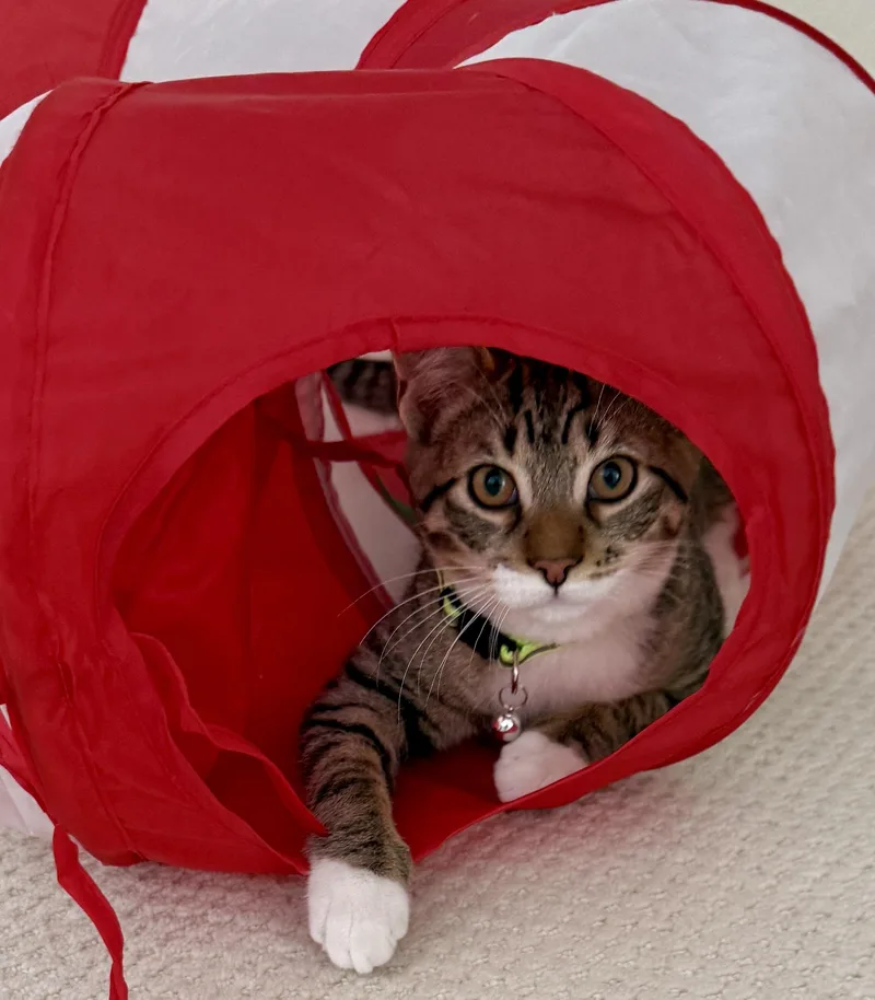 Whimsical thumbnail 4