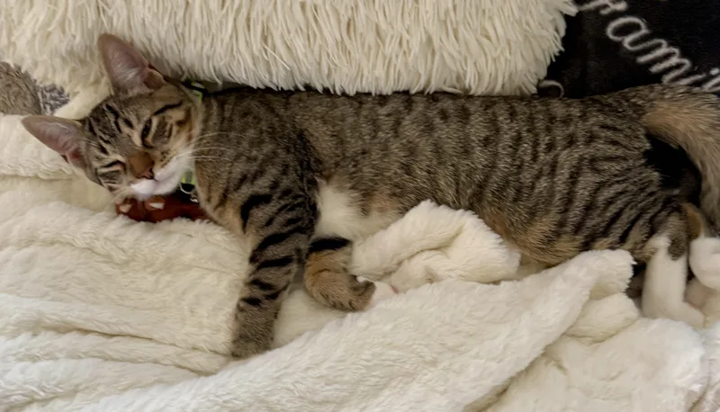 Whimsical thumbnail 5