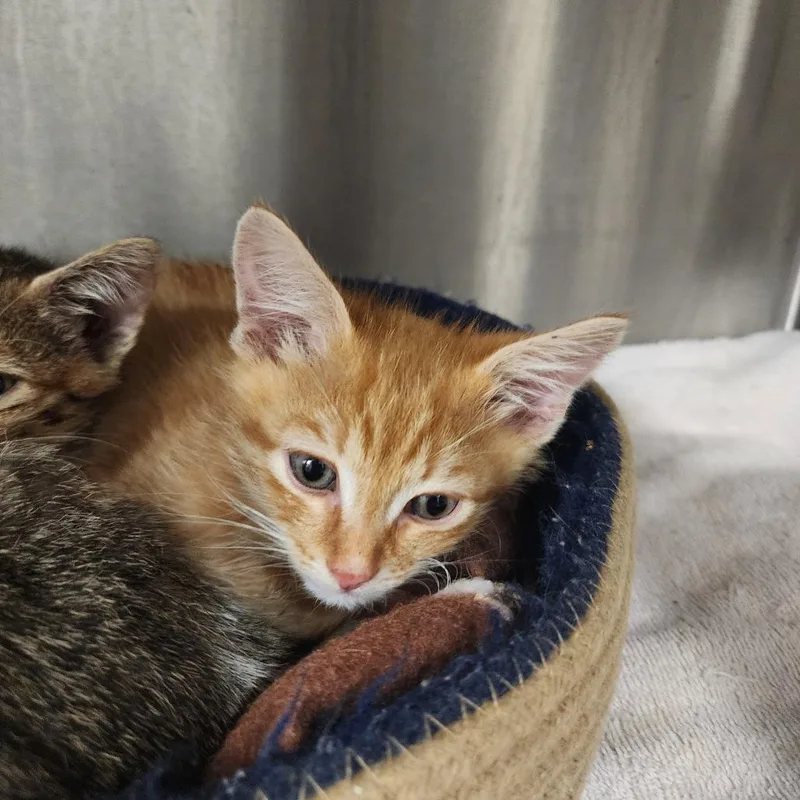 A baby small-sized male Orange / Red Domestic Short Hair cat named Marvin for adoption in Evensville, TN