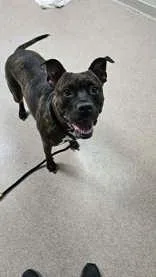 An adult large-sized female Brindle Mixed Breed dog named Mercy for adoption in Manitowoc, WI